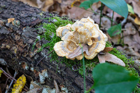 Close-up photo of the Trametes versicolor mushroom. On the overturned tree stump. Close-up.の写真素材
