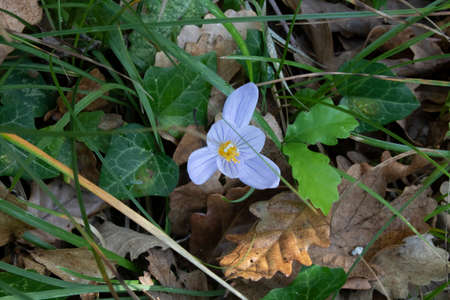 Anemone chamomile close-up. Dried leaves are blurred in the background. Focused on flowers.の写真素材