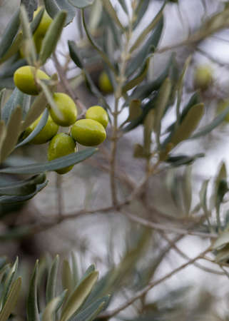 Olive tree leaves and fruit close-up. Nutrition and health.の写真素材
