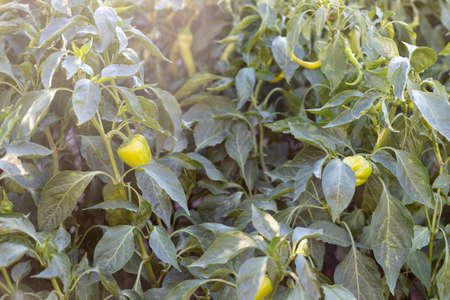 Bell pepper plant close-up. Planted in the field. close up.の写真素材