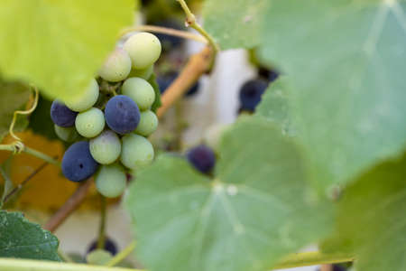 Bunch of grapes close-up. Mixed black and green grapes.の写真素材