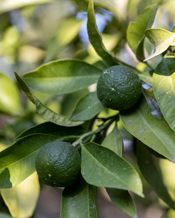 Immature fruits on a tangerine tree. close-up.の写真素材