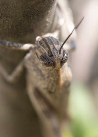 Shooting of migratory grasshopper on treeの写真素材