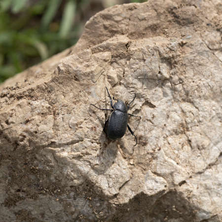 Close-up of Scarab Beetle on the ground.