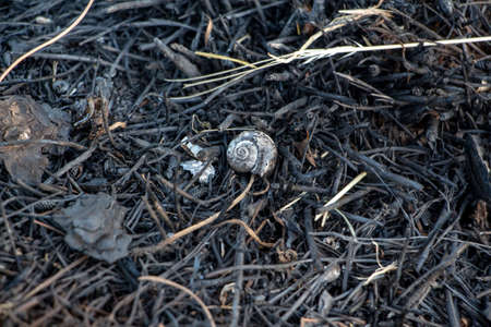 Close up view of a snail on a burned bush. Dry bush background.