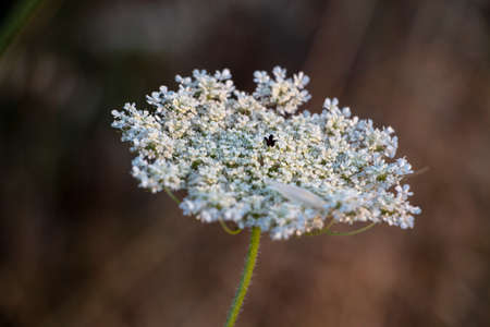 Closeup color flower, nature background, close up botany, beautiful white plant on insect