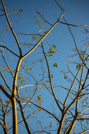 Green forest trees backgrounds. Forest trees. Leaf and tree view. Wallpaper sky background.