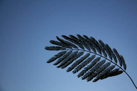 Beautiful tree leaf on blue sky background. Tropical leaves on a blue background Tropical leaves on...