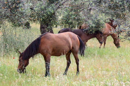 Brown horse eating grass in field, Horses grazing in a meadowの写真素材