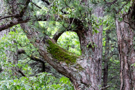 Tree bole and moss, Mossy tree in forest, Hollow in the tree trunk