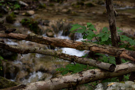 Tree branches and green leaves in nature, river background in forestの写真素材