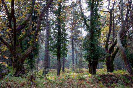 Autumn in the forest, walking on the road around the forest. view landscape. Spring walk along the...