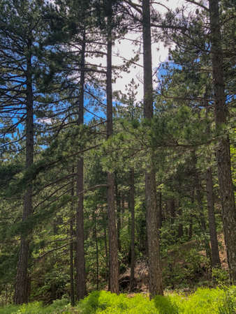 Forest in the hill, Deep forest in the big trees