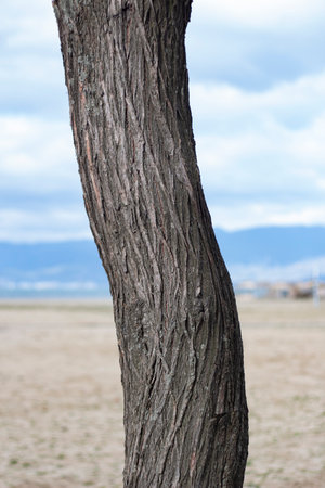 A tree trunk in a field with a cloudy sky in the background. Tree trunk in the field, close-up. nature background.の写真素材