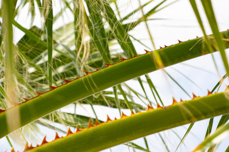 Close up of green palm tree leaves with sharp thorns. Close up of a thorny palm tree with blue sky background.の写真素材