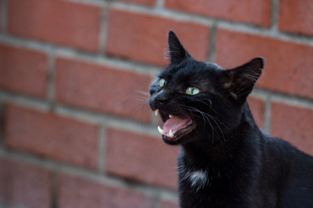 Black cat yawning on brick wall background. Shallow depth of field.の写真素材