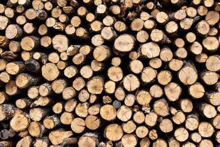 Wall of the stacked wood pile as background. Tree stumps background. Dry oak firewood stacked in a pile. Firewood pile stacked chopped wood trunks. Natural wood background.の写真素材