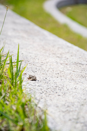 Concrete walkway with grass in the park, shallow depth of field. Grass on the ground in the park on a sunny day.の写真素材