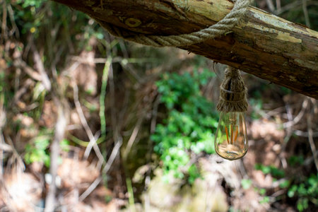 The old light bulb hanging on a tree branch in the forest during summer. The vintage incandescent lamp.の写真素材