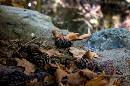 Pine cones and fallen leaves on the ground in the forest in autumn.の写真素材