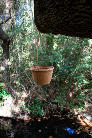 A flowerpot hangs on a tree above a stream in the forest. Green moss on the tree.の写真素材