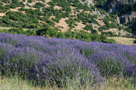 Landscape view of the lavender field with trees in the background, lilac lavender fields surrounded by mountains. Lavender flowers bloom in summer.の写真素材
