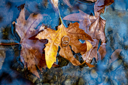 Wedding rings on the autumn maple leaf in the water. Wedding rings in autumn leaf in a lake.の写真素材