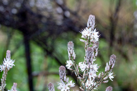 Close-up of white flowers on a branch in the garden. White flowers in the garden. Close-up of white flowers in the meadow on a rainy dayの写真素材