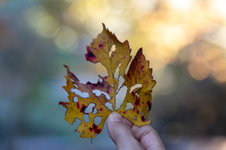 Autumn leaf in hand on bokeh background. Autumn concept.