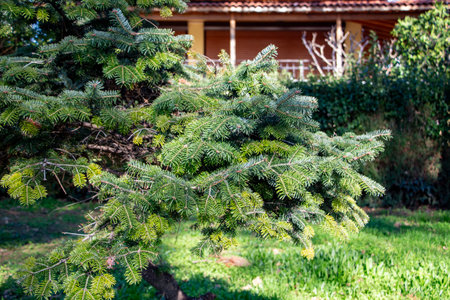 Branches of a spruce on the background of the house. Fir tree in the garden, close-up of the...