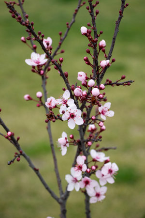 White flowers on the branches of a blossoming tree in spring. Cherry blossom on a tree in spring...