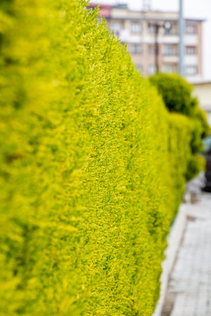 Green hedge on the street in the city. Selective focus. Green hedge of thuja tree in the garden....
