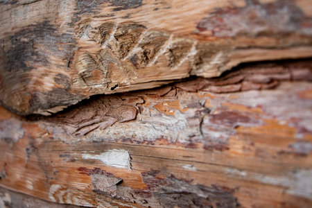 Old wood texture with knots and nail holes. Selective focus.の写真素材