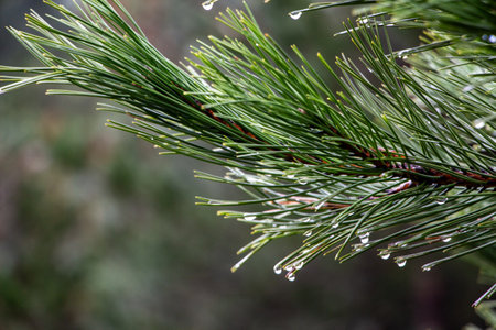 Pine branch with raindrops on the background of the forest.