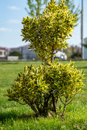 Young green leaves on a tree against the blue sky, spring background. Park in the center of the...