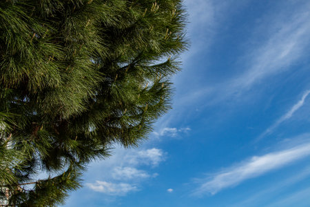 Pine tree and blue sky with white clouds background. Copy space.