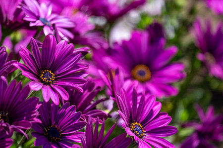 Beautiful purple daisies in the garden on a sunny day