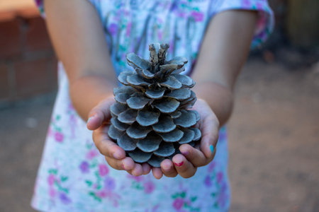 Little girl holding a pine cone, selective focus, shallow depth of field. Little girl holding a pine cone in her hands, close-upの写真素材