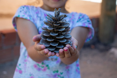 Little girl holding a pine cone, selective focus, shallow depth of field. Little girl holding a pine...
