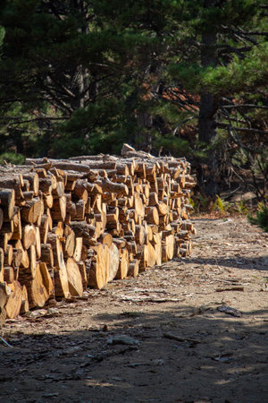 Pile of chopped firewood in forest. Firewood stacked on top of each other. Pile of sawn tree trunks...