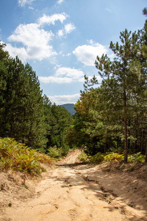 Dirt road in a pine forest on a sunny day. Pine tree on the road in the forest. summer landscape...