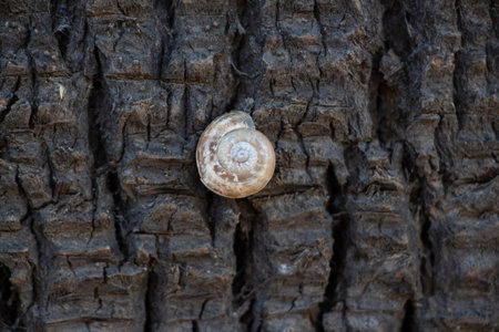 Snail shell on the bark of a tree. Close-up.の写真素材