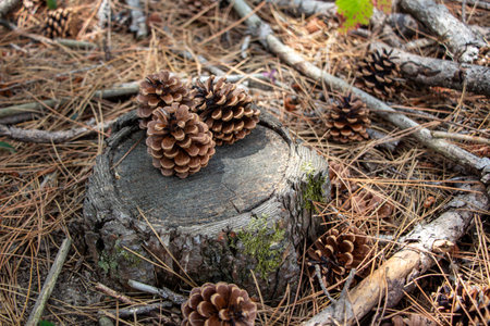 Pine cones on a stump in the forest. Pine cones in the forest.の写真素材
