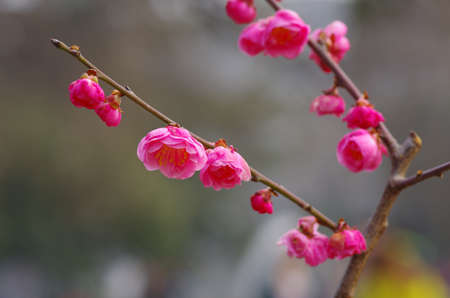 The plum flower blooming