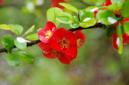 Chinese Flowing Crabapple の写真素材