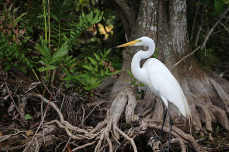 close up of a craneの写真素材