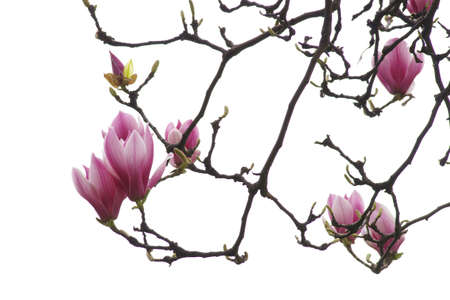 Magnolia flowerの写真素材