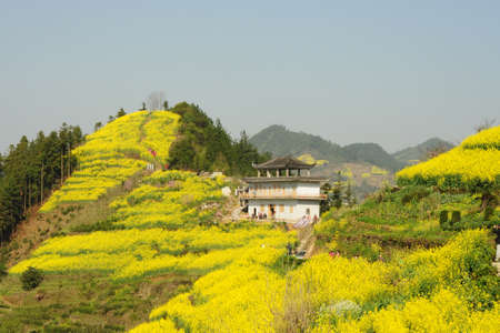 Rape and rural pastoral scenery