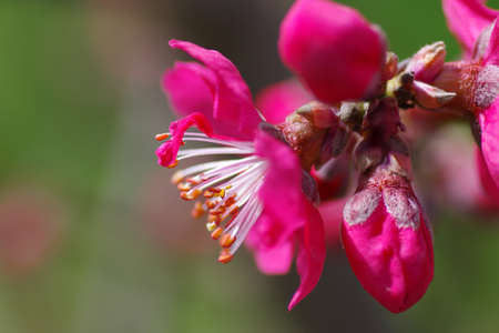 Peach blossomの写真素材