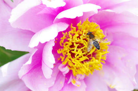 Pink peonyの写真素材